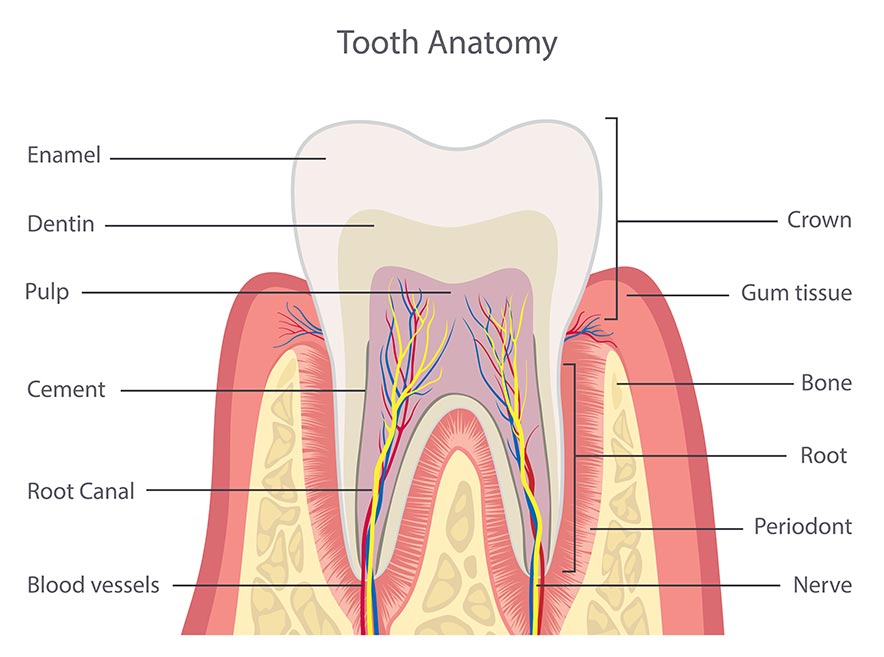 Illustrated diagram of the anatomy of a tooth, including the root canal